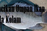 Racikan Umpan Ikan Nila Kolam