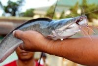 Umpan Ikan Lele Harian