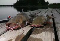 Umpan Ikan Lele Paling Jitu