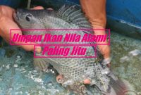 Umpan Ikan Nila Alami Paling Jitu