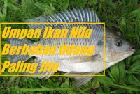 Umpan Ikan Nila Berbahan Udang Paling Jitu