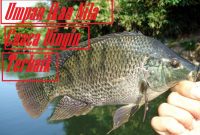 Umpan Ikan Nila Cuaca Dingin Terbaik