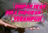 Umpan Ikan Nila Indukan Terampuh