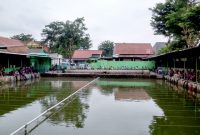 Umpan Ikan Nila Kolam Hijau Paing Jitu