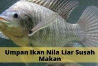 Umpan Ikan Nila Liar Susah Makan