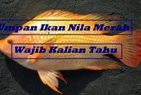  Umpan Ikan Nila Merah Wajib Kalian Tahu