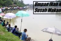 Umpan Ikan Nila Susah Makan