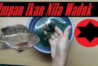 Umpan Ikan Nila Waduk