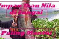 Umpan Ikan Nila di Sungai Paling Mantul
