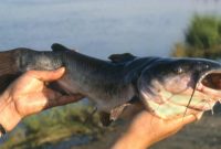 Umpan Jitu Ikan Lele Di Sungai