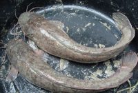 Umpan Jitu Ikan Lele Malam Hari