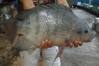 Umpan Jitu Mancing Ikan Nila Liar