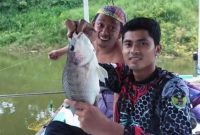 Umpan Mujarab untuk Ikan Nila