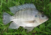Umpan Terbaik Ikan Nila