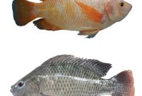 Umpan yang Cocok untuk Memancing Ikan Nila