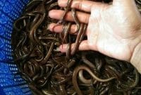 Umpan Belut Untuk Ikan Lele