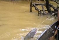 Umpan Ikan Lele Air Keruh