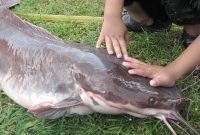 Umpan Ikan Lele Dumbo Paling Ampuh