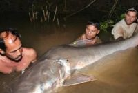 Umpan Ikan Lele Jumbo Paling Jitu